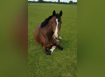 Holsteiner, Merrie, 15 Jaar, 164 cm, Bruin