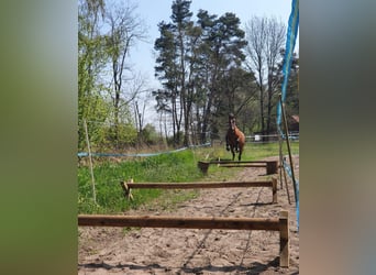 Holsteiner, Merrie, 15 Jaar, 165 cm, Bruin