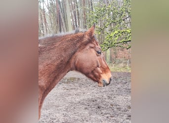 Holsteiner, Merrie, 15 Jaar, 165 cm, Bruin