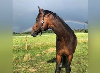 Holsteiner, Merrie, 15 Jaar, 165 cm, Bruin