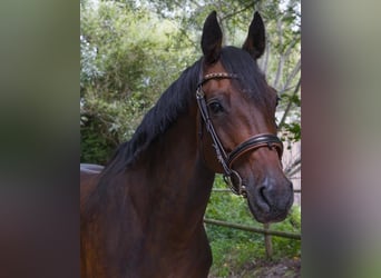 Holsteiner, Merrie, 15 Jaar, 166 cm, Bruin