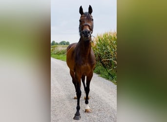 Holsteiner, Merrie, 15 Jaar, 166 cm, Bruin