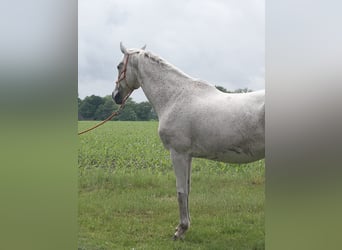 Holsteiner, Merrie, 15 Jaar, 168 cm, Schimmel