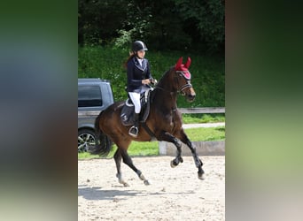 Holsteiner, Merrie, 15 Jaar, 168 cm, Zwart