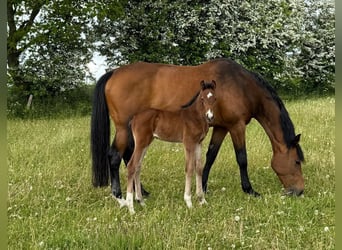 Holsteiner, Merrie, 15 Jaar, 169 cm, Bruin
