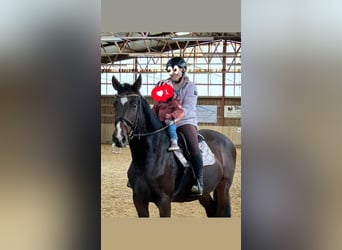 Holsteiner, Merrie, 15 Jaar, 170 cm, Bruin