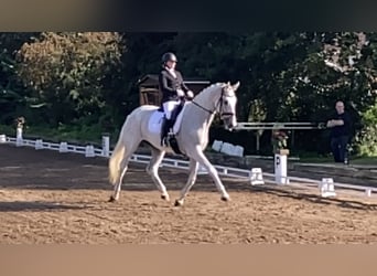 Holsteiner, Merrie, 15 Jaar, 172 cm, Schimmel