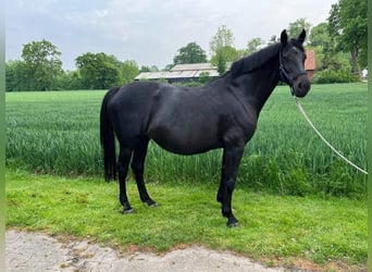 Holsteiner, Merrie, 15 Jaar, 172 cm, Zwart