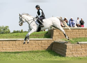 Holsteiner Mix, Merrie, 16 Jaar, 161 cm, Schimmel