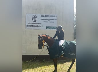 Holsteiner, Merrie, 16 Jaar, 163 cm, Bruin