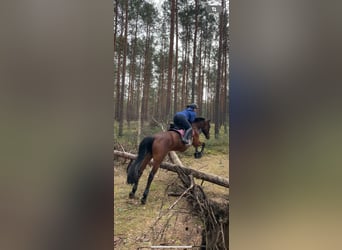 Holsteiner, Merrie, 16 Jaar, 163 cm, Bruin