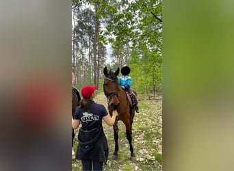 Holsteiner, Merrie, 16 Jaar, 163 cm, Bruin