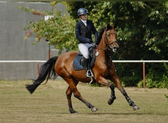 Holsteiner, Merrie, 16 Jaar, 163 cm, Bruin