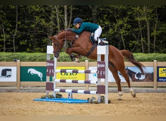 Holsteiner, Merrie, 16 Jaar, 164 cm, Bruin