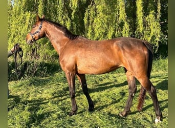 Holsteiner, Merrie, 16 Jaar, 167 cm, Bruin