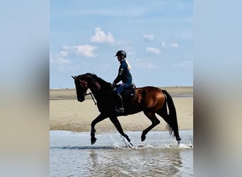 Holsteiner, Merrie, 16 Jaar, 169 cm, Bruin
