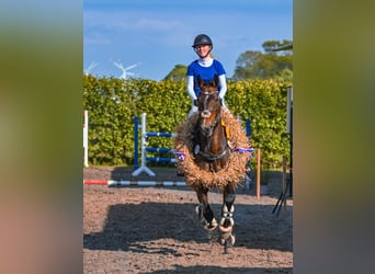 Holsteiner, Merrie, 16 Jaar, 169 cm, Bruin