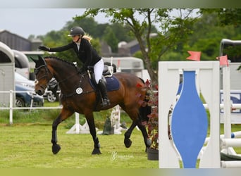 Holsteiner, Merrie, 16 Jaar, 169 cm, Bruin
