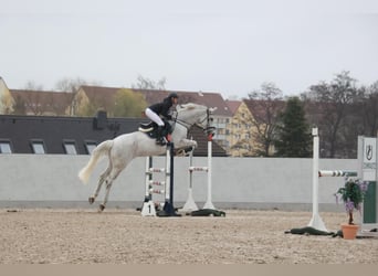 Holsteiner, Merrie, 16 Jaar, 171 cm, Schimmel