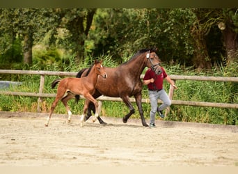 Holsteiner, Merrie, 16 Jaar, 172 cm, Donkerbruin
