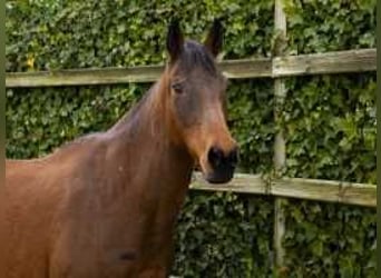 Holsteiner, Merrie, 17 Jaar, 160 cm, Bruin