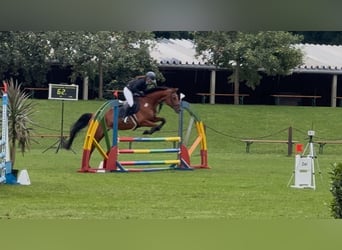 Holsteiner, Merrie, 17 Jaar, 163 cm, Bruin