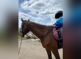 Holsteiner, Merrie, 17 Jaar, 163 cm, Bruin