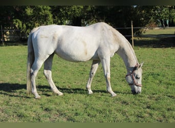 Holsteiner, Merrie, 17 Jaar, 164 cm, Schimmel