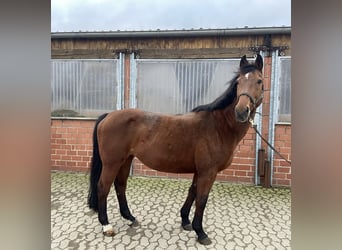 Holsteiner, Merrie, 17 Jaar, 165 cm, Bruin