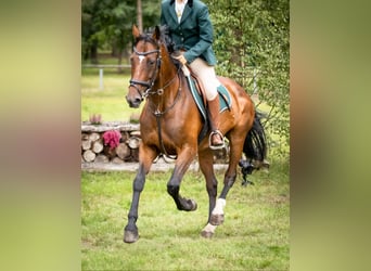 Holsteiner Mix, Merrie, 17 Jaar, 165 cm, Bruin