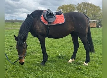 Holsteiner, Merrie, 17 Jaar, 165 cm, Bruin