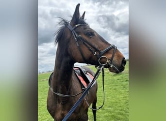 Holsteiner, Merrie, 17 Jaar, 165 cm, Bruin