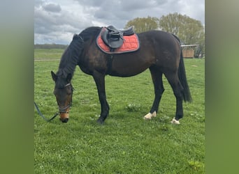 Holsteiner, Merrie, 17 Jaar, 165 cm, Bruin