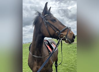 Holsteiner, Merrie, 17 Jaar, 165 cm, Bruin