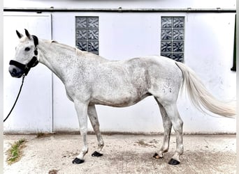 Holsteiner, Merrie, 17 Jaar, 165 cm, Vliegenschimmel