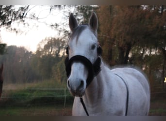 Holsteiner, Merrie, 17 Jaar, 170 cm, Schimmel