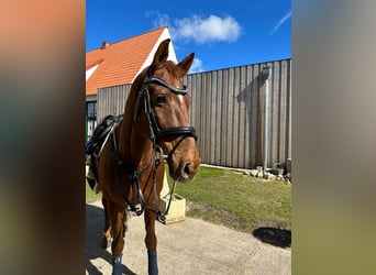 Holsteiner, Merrie, 17 Jaar, 170 cm, Vos