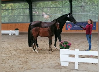 Holsteiner, Merrie, 17 Jaar, 172 cm