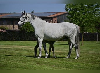 Holsteiner, Merrie, 17 Jaar, 172 cm, Schimmel