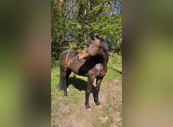 Holsteiner, Merrie, 18 Jaar, 160 cm, Bruin