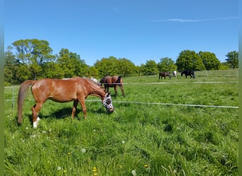 Holsteiner, Merrie, 18 Jaar, 162 cm, Vos