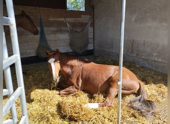 Holsteiner, Merrie, 18 Jaar, 162 cm, Vos