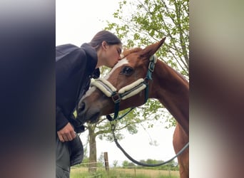 Holsteiner, Merrie, 18 Jaar, 162 cm, Vos