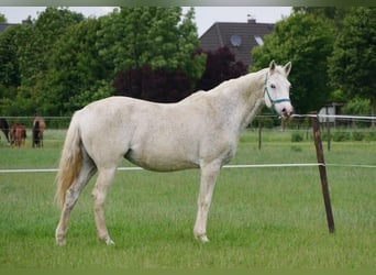 Holsteiner, Merrie, 18 Jaar, 166 cm, Schimmel