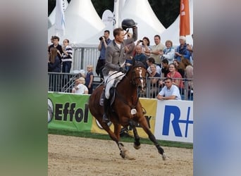 Holsteiner, Merrie, 18 Jaar, 170 cm, Bruin