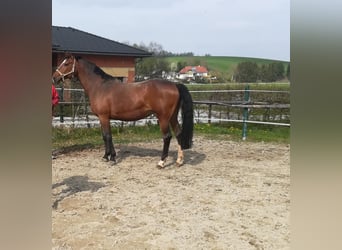 Holsteiner, Merrie, 18 Jaar, 171 cm, Bruin