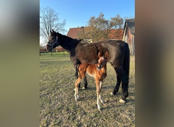 Holsteiner, Merrie, 18 Jaar, 171 cm, Bruin