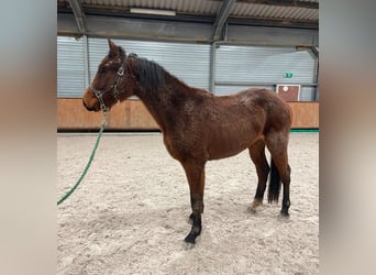Holsteiner, Merrie, 18 Jaar, 171 cm, Bruin