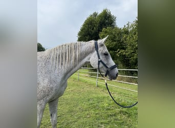 Holsteiner, Merrie, 18 Jaar, 173 cm, Schimmel