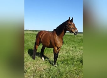 Holsteiner, Merrie, 18 Jaar, Bruin